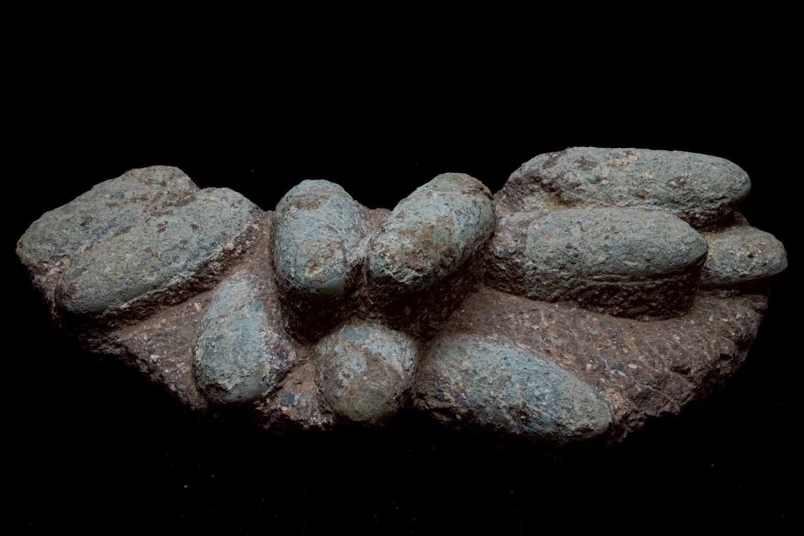 Rare Authentic Fossil | Museum Grade Limited Clearance