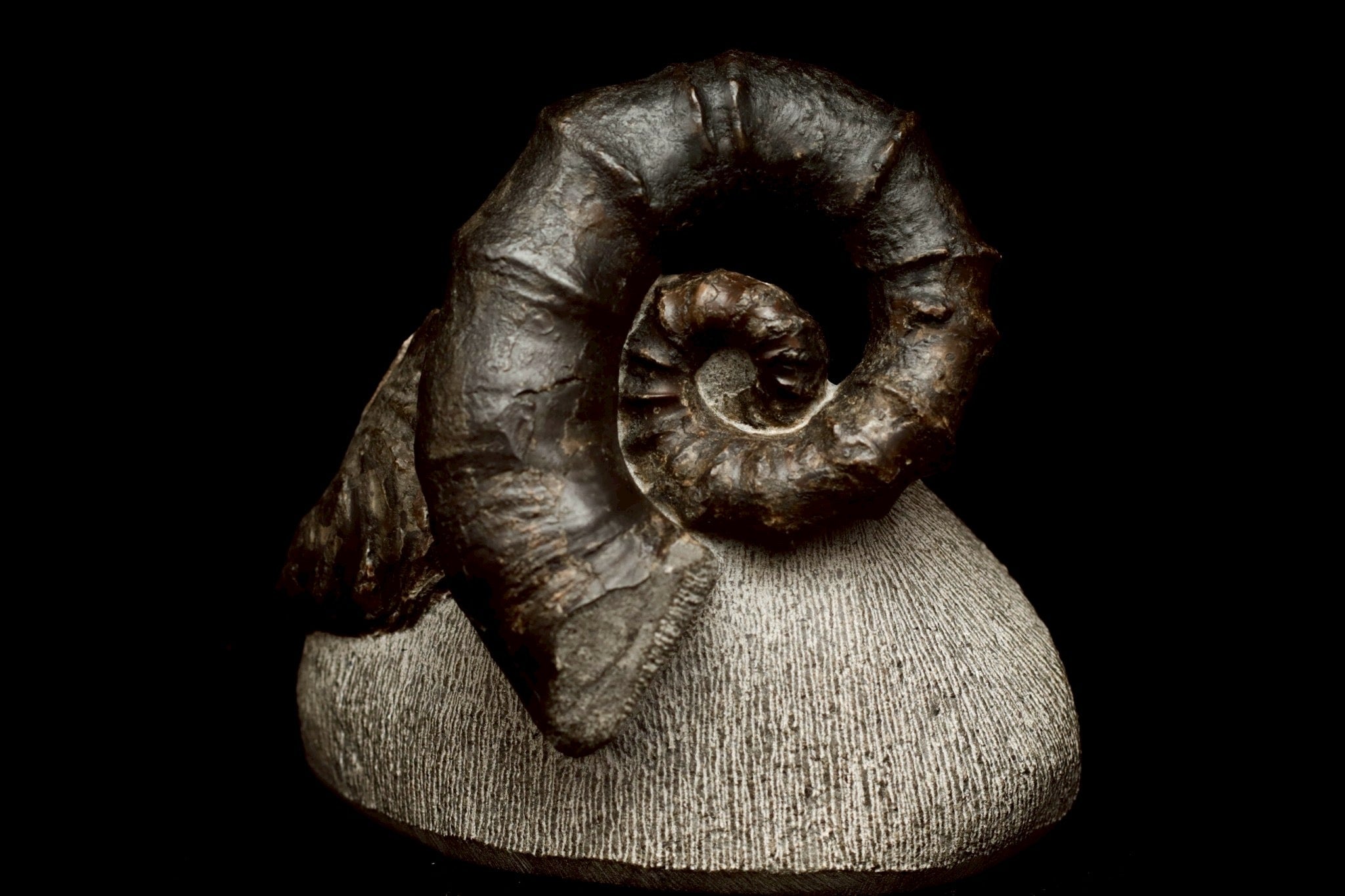 Ammonites