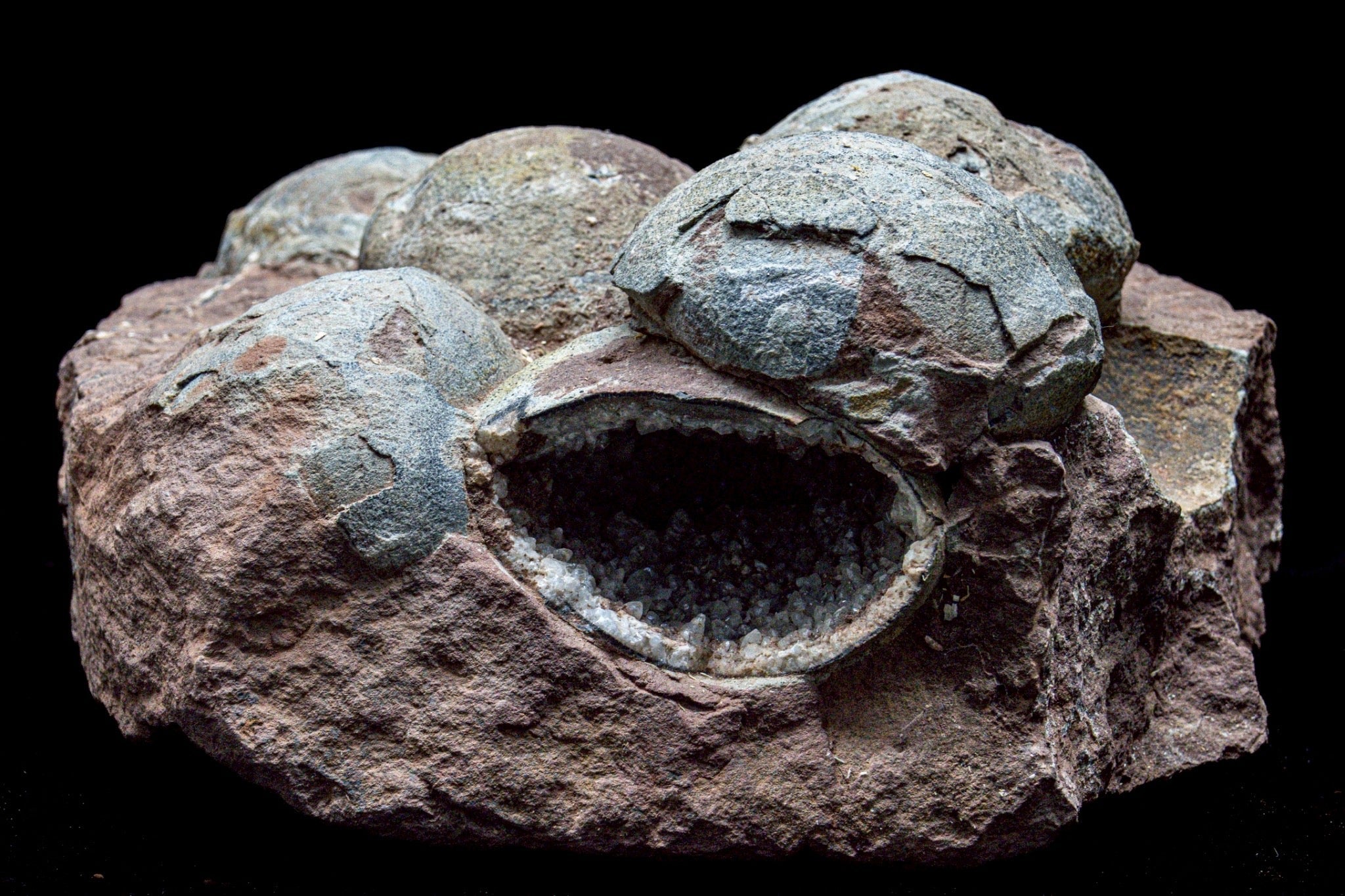 Dinosaur Egg