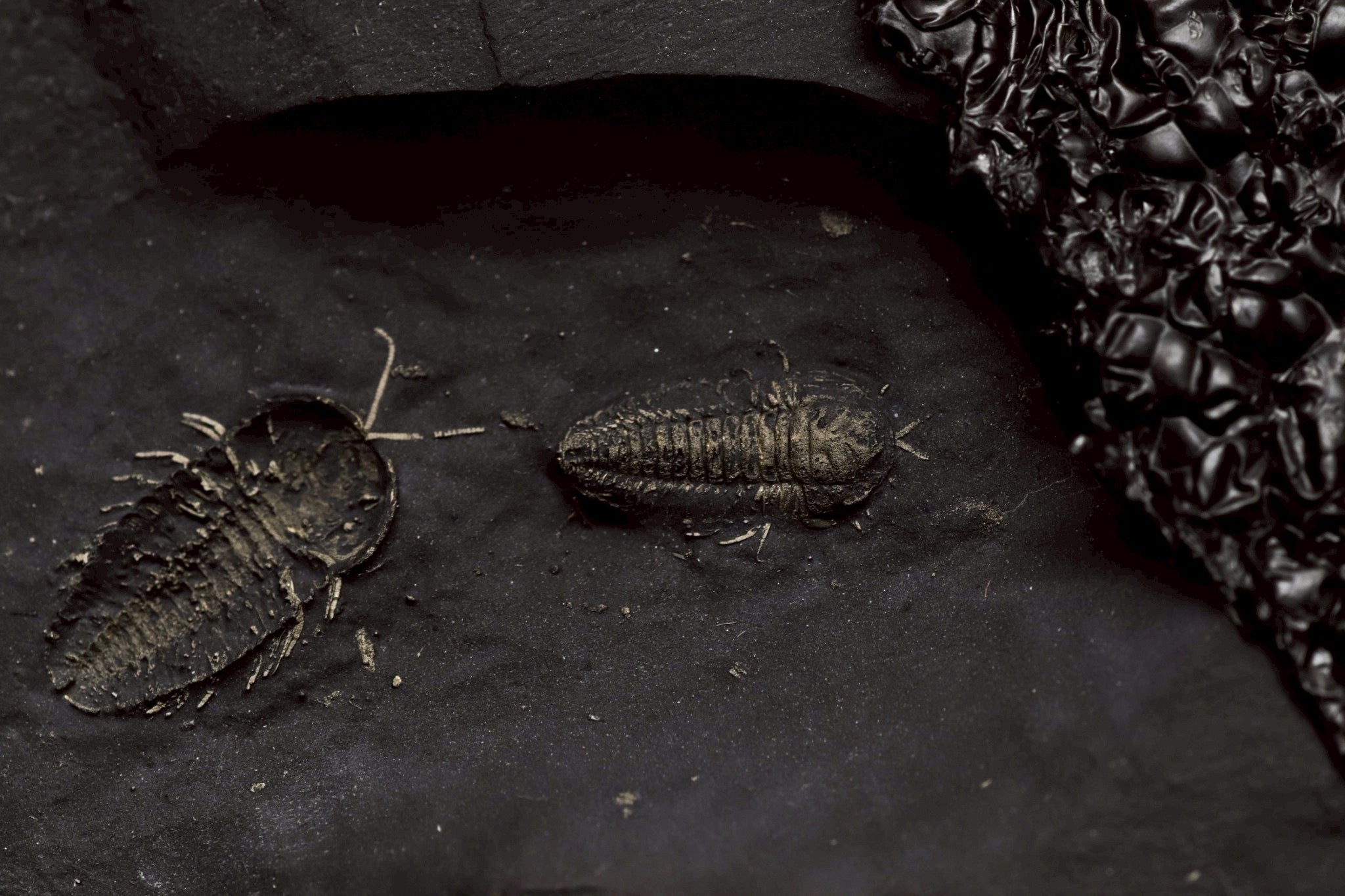 Trilobites & Invertebrates