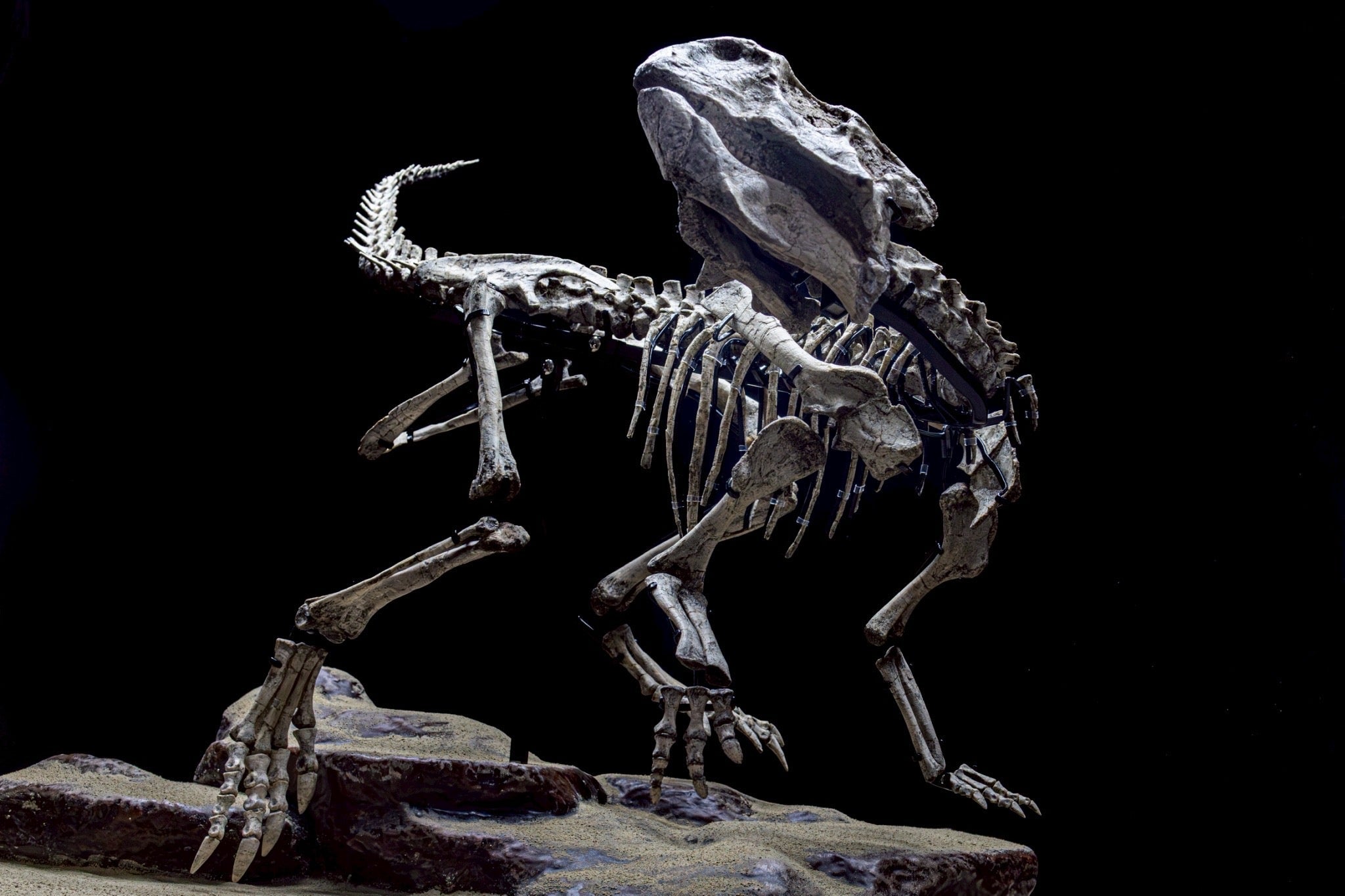 Dinosaur and Mammal Fossils