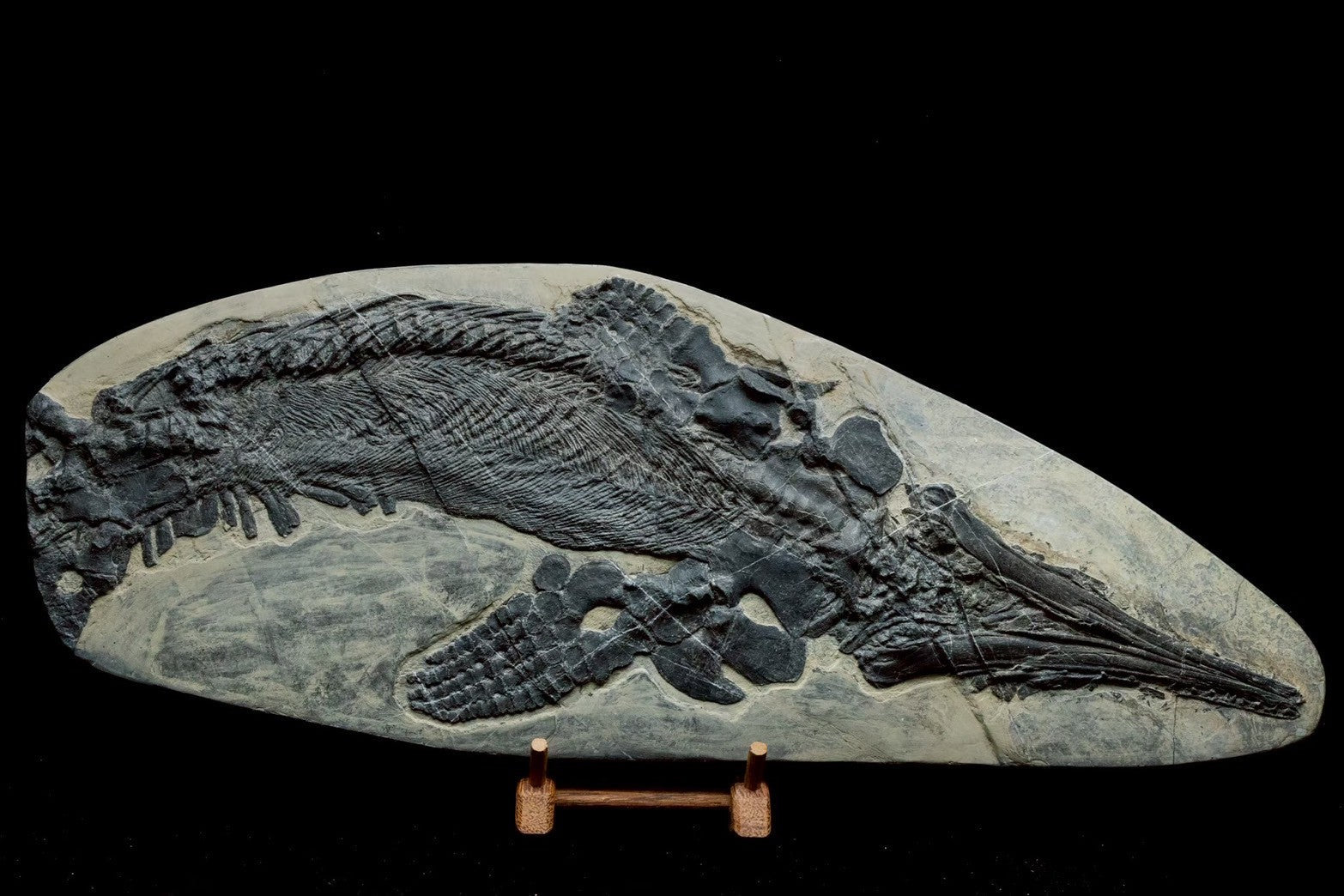 Mixosaurus