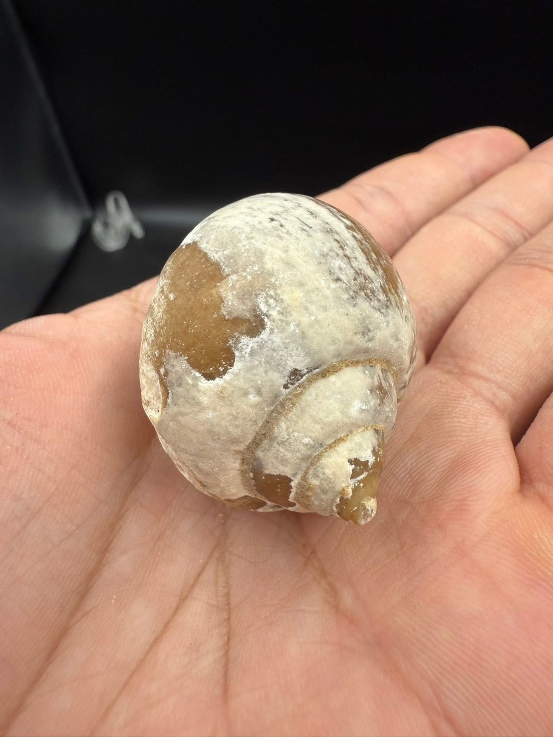 16USD - 🐚 Ampullina depressa Fossil – Eocene Gastropod (3–4 cm)