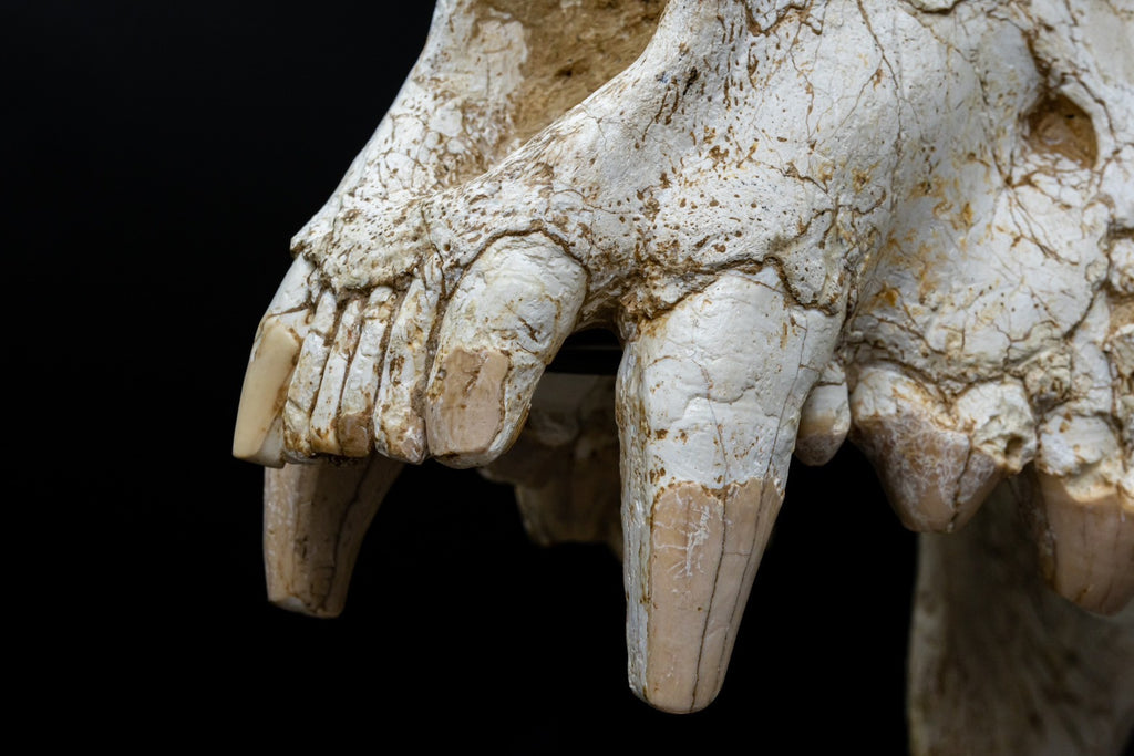 Giant Hyena (Pachycrocuta brevirostris) – Museum-Grade Complete Skull Fossil 50CM