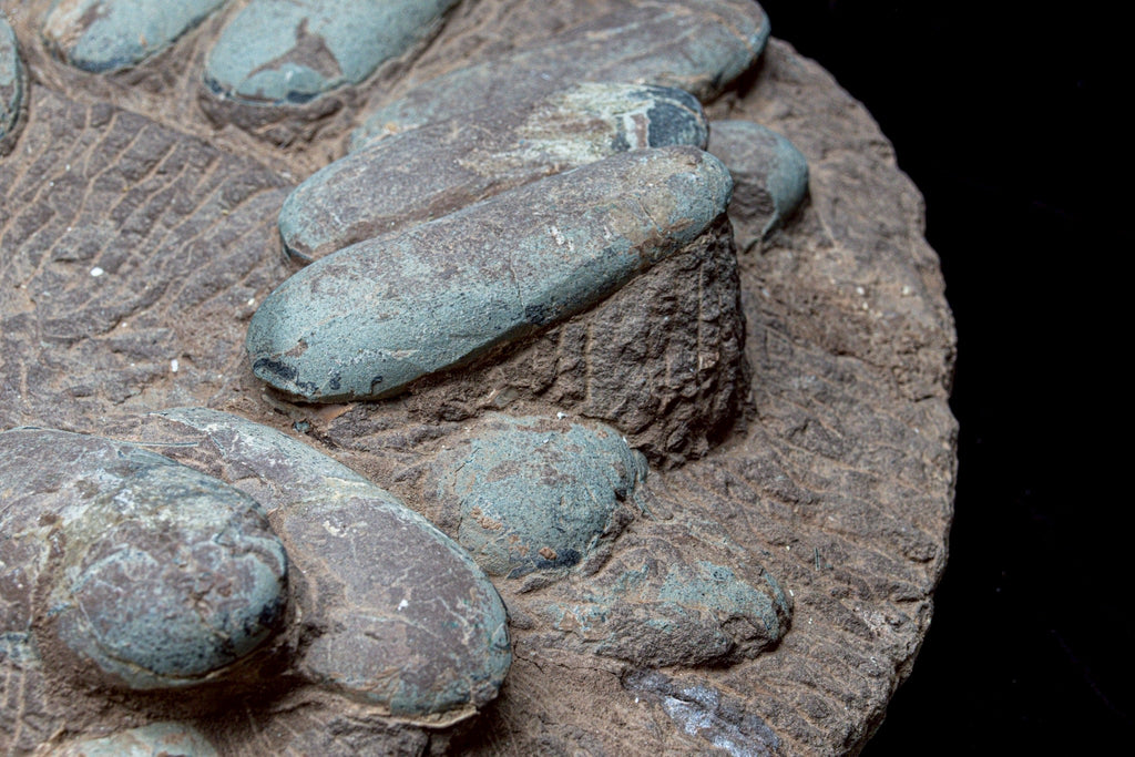 Oviraptor Egg Cluster Fossil – Exceptional Late Cretaceous Predator Nest