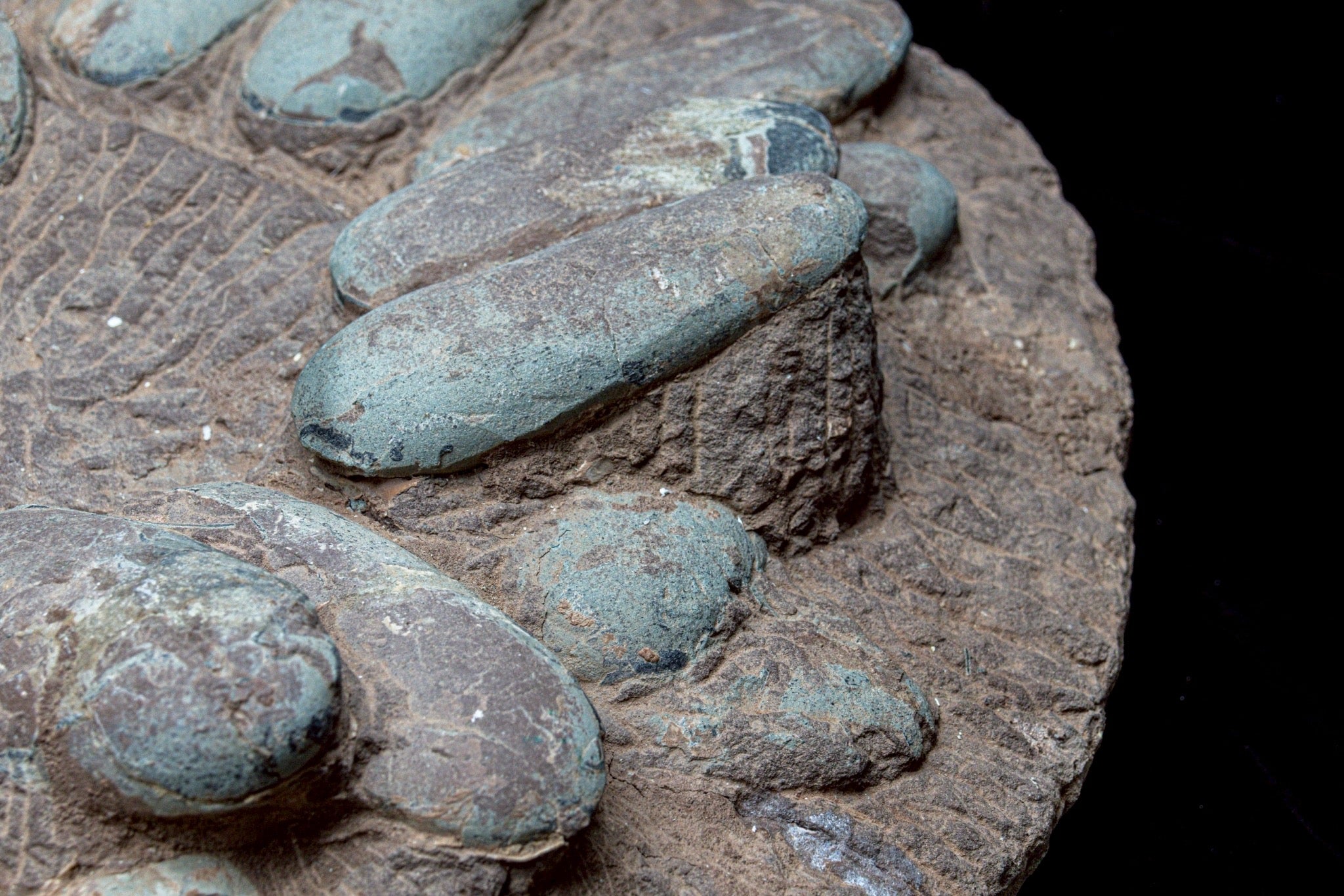 Oviraptor Egg Cluster Fossil – Exceptional Late Cretaceous Predator Nest