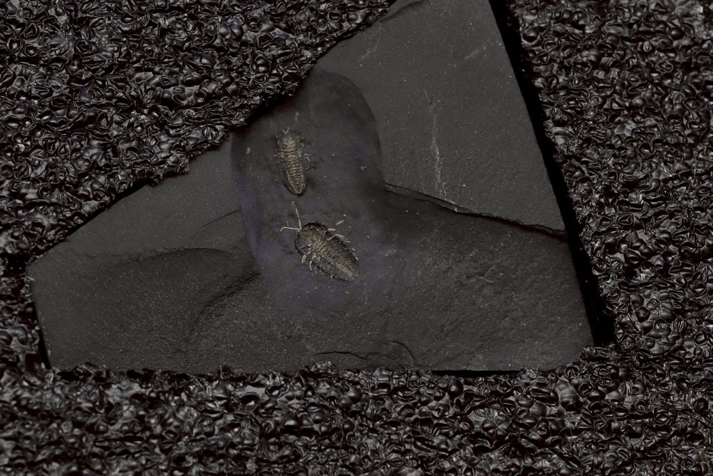 Triarthrus eatoni – Ultra-Rare Ordovician Trilobite with Fully Preserved Appendages