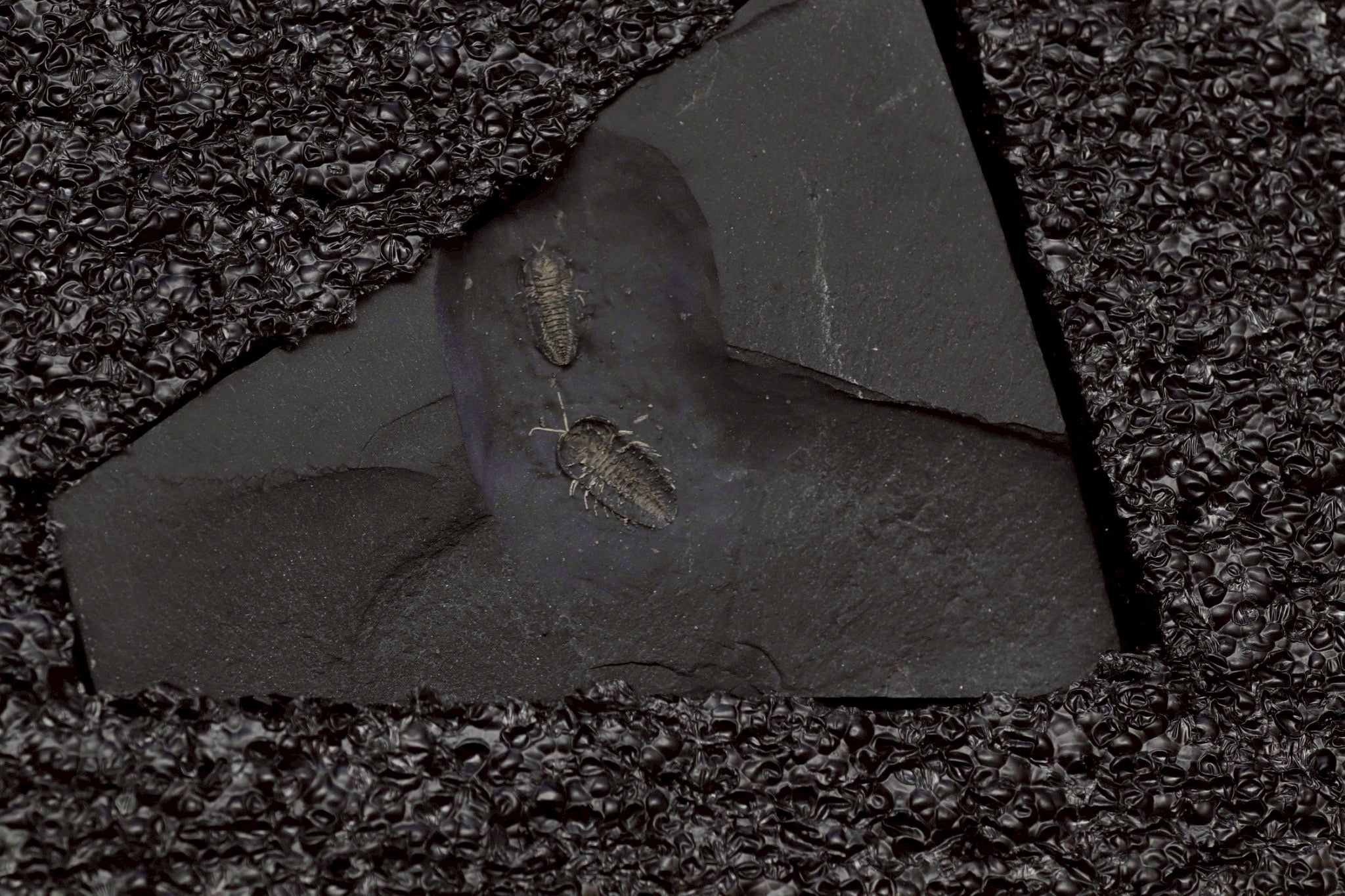 Triarthrus eatoni – Ultra-Rare Ordovician Trilobite with Fully Preserved Appendages