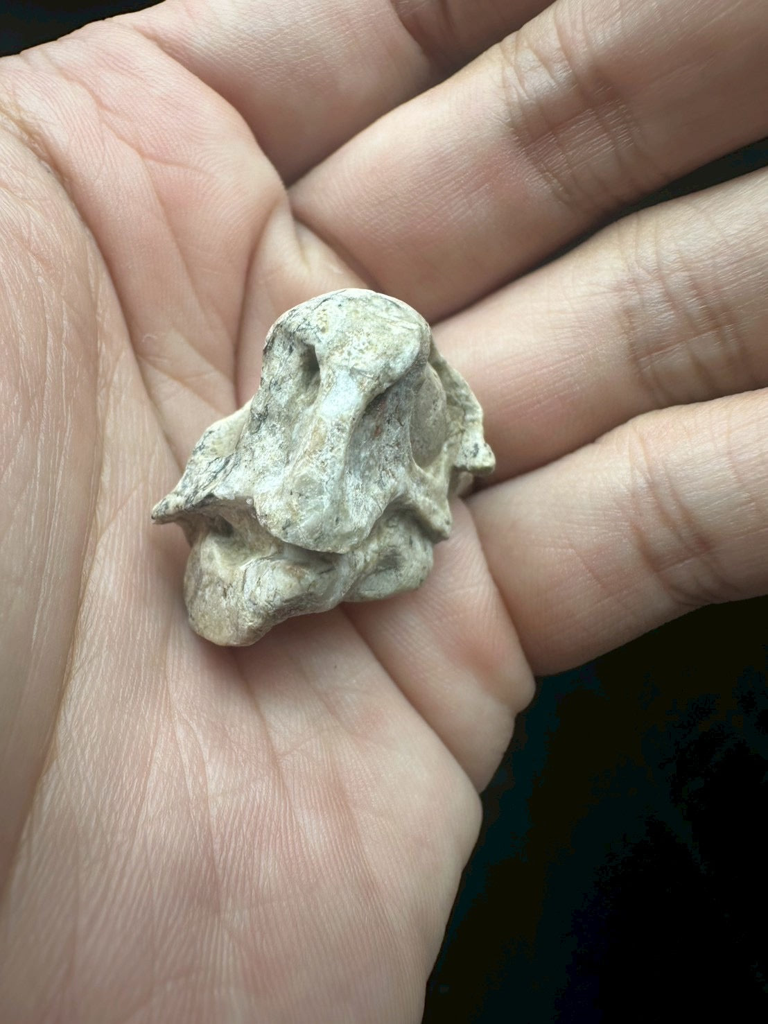Psittacosaurus Skull Fossil – Early Cretaceous Dinosaur (East Asia)