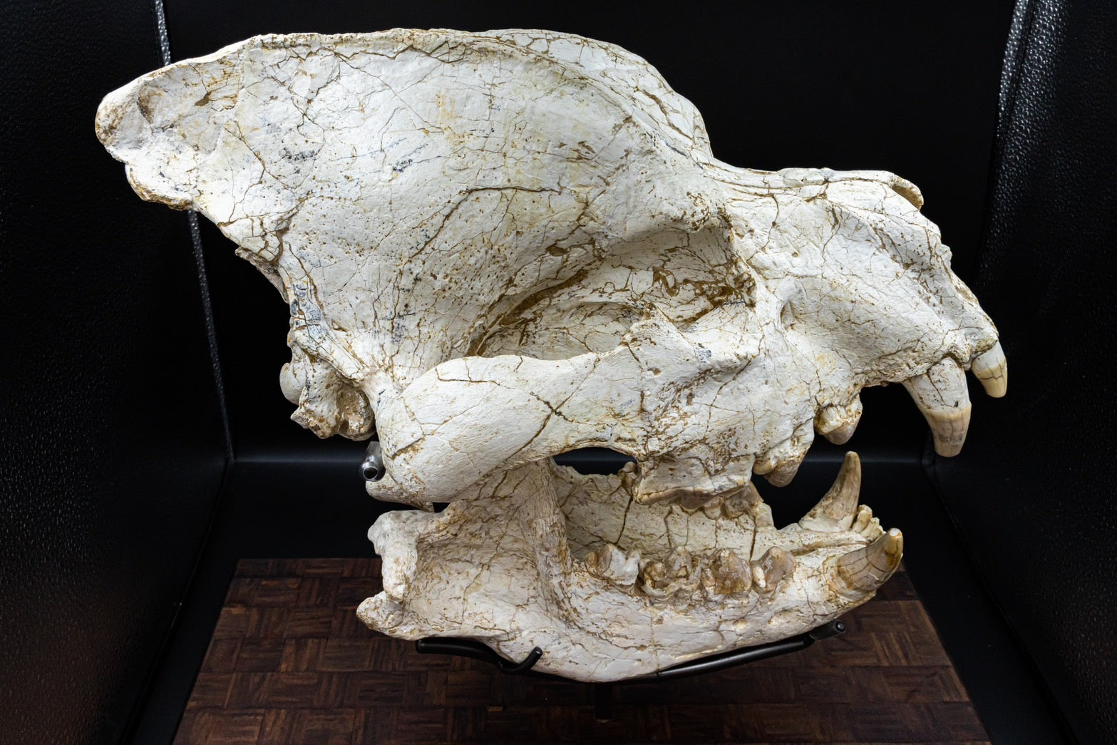 Giant Hyena (Pachycrocuta brevirostris) – Museum-Grade Complete Skull Fossil 50CM