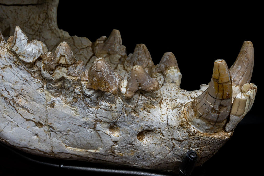 Giant Hyena (Pachycrocuta brevirostris) – Museum-Grade Complete Skull Fossil 50CM