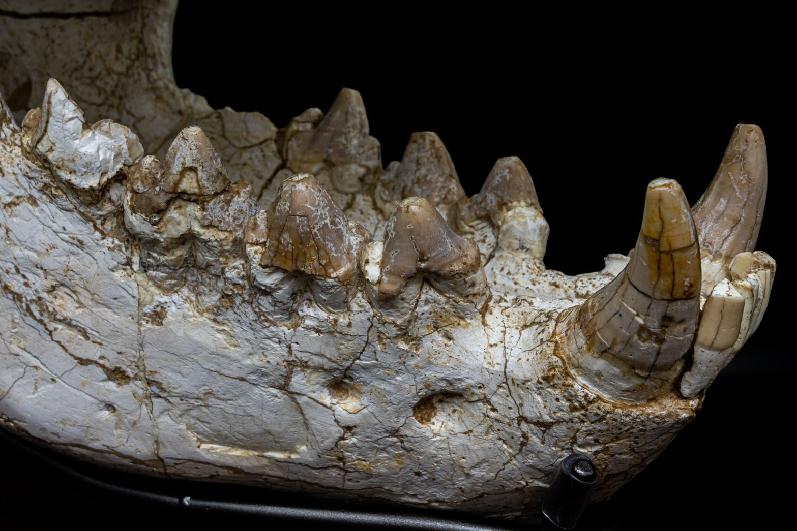 Giant Hyena (Pachycrocuta brevirostris) – Museum-Grade Complete Skull Fossil 50CM