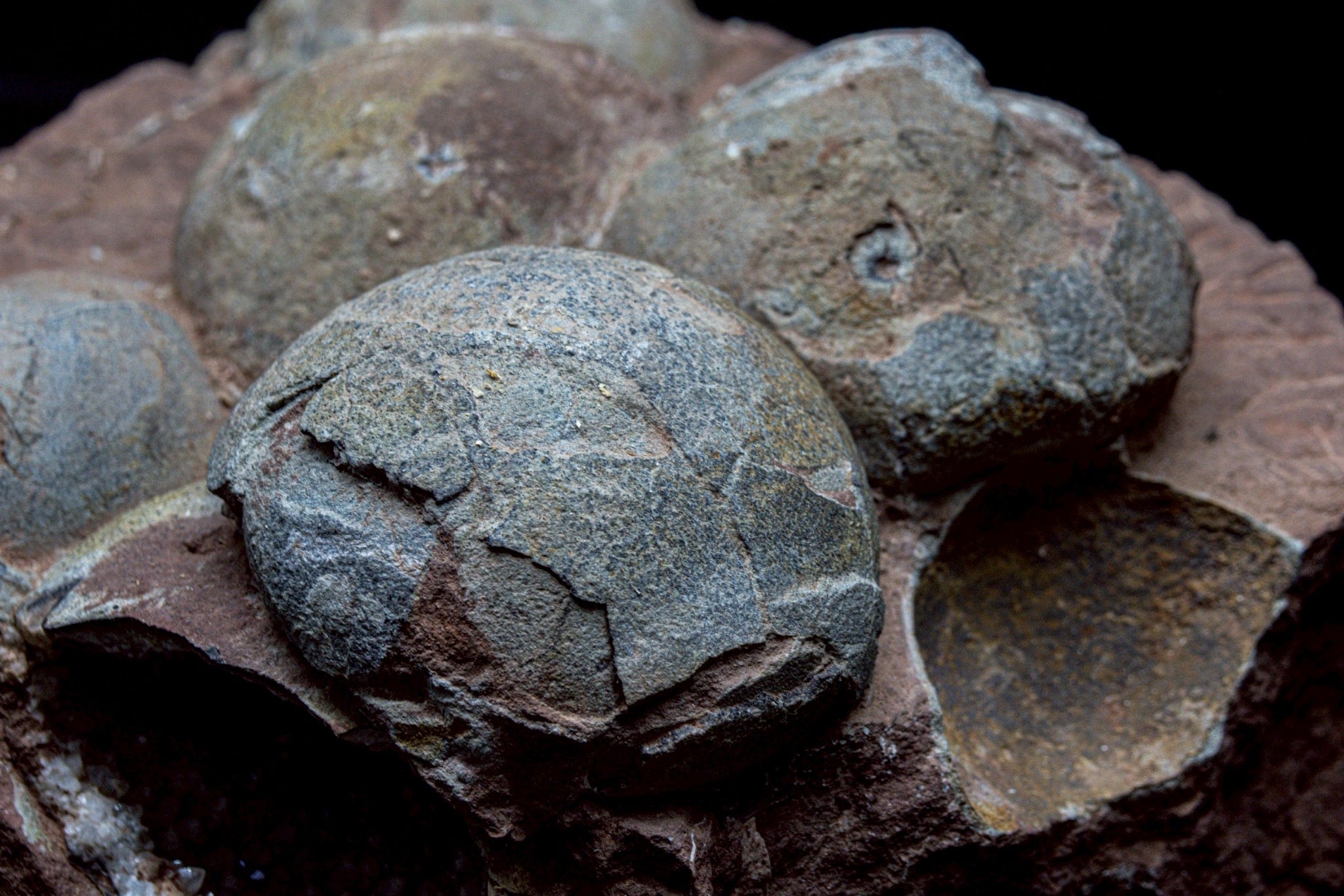 Hadrosaur Egg Fossil Cluster – Rare Late Cretaceous Dinosaur Nest with Crystal Formation
