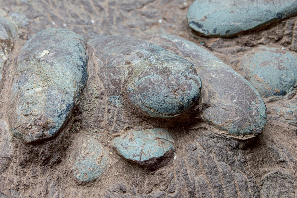Oviraptor Egg Cluster Fossil – Exceptional Late Cretaceous Predator Nest