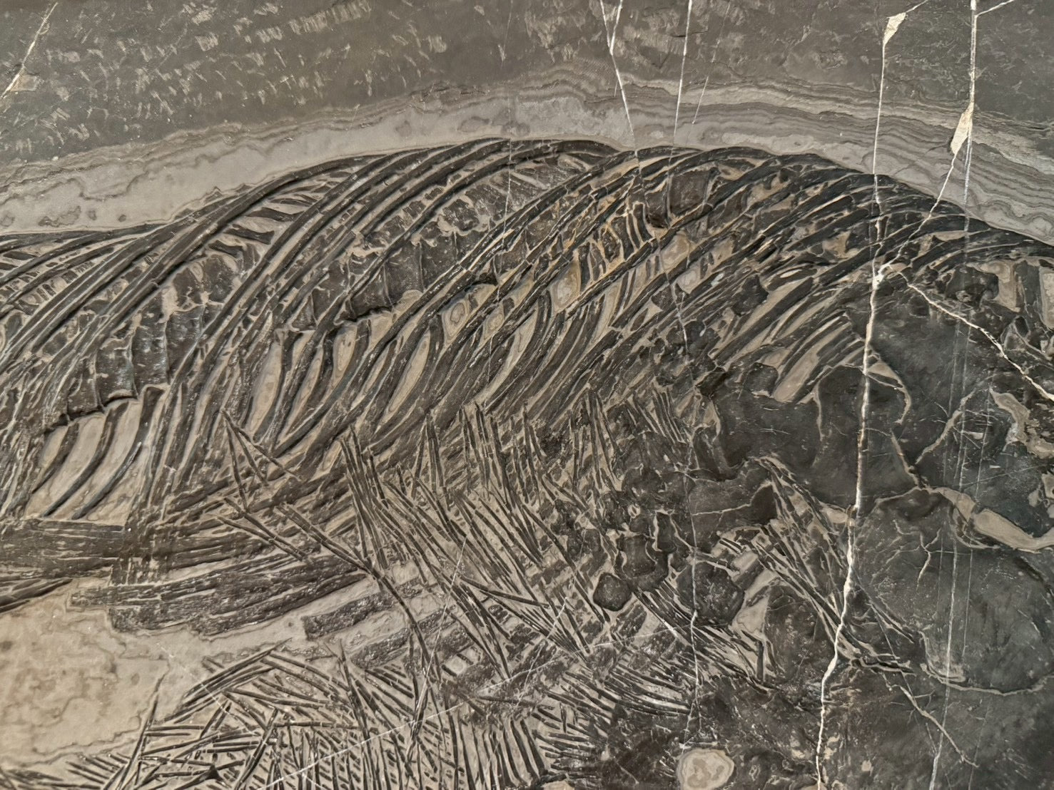 Exceptional Mixosaurus Fossil – Complete Skeleton with Stunning Detail  133CM