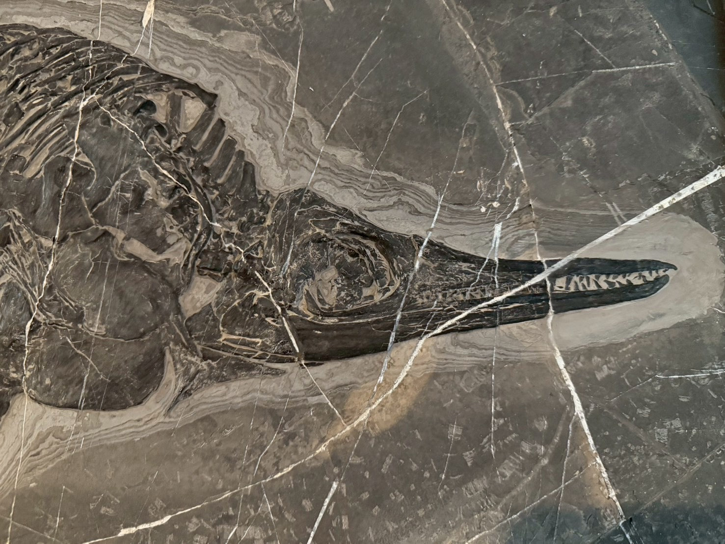 Exceptional Mixosaurus Fossil – Complete Skeleton with Stunning Detail  133CM