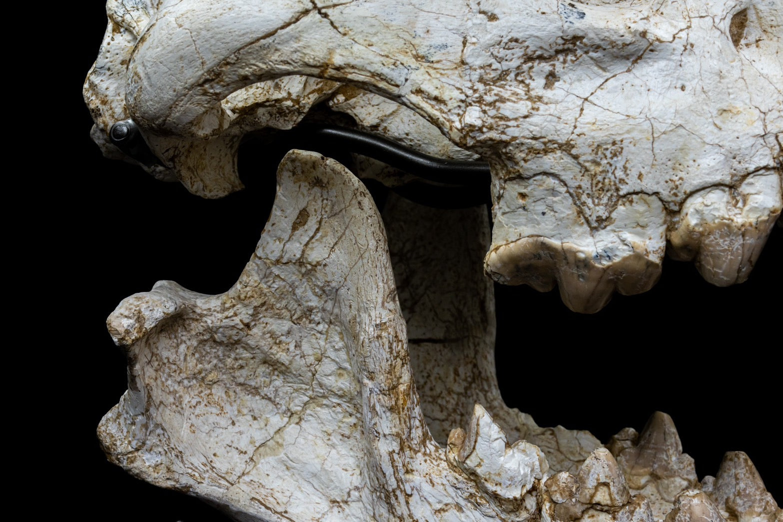 Giant Hyena (Pachycrocuta brevirostris) – Museum-Grade Complete Skull Fossil 50CM