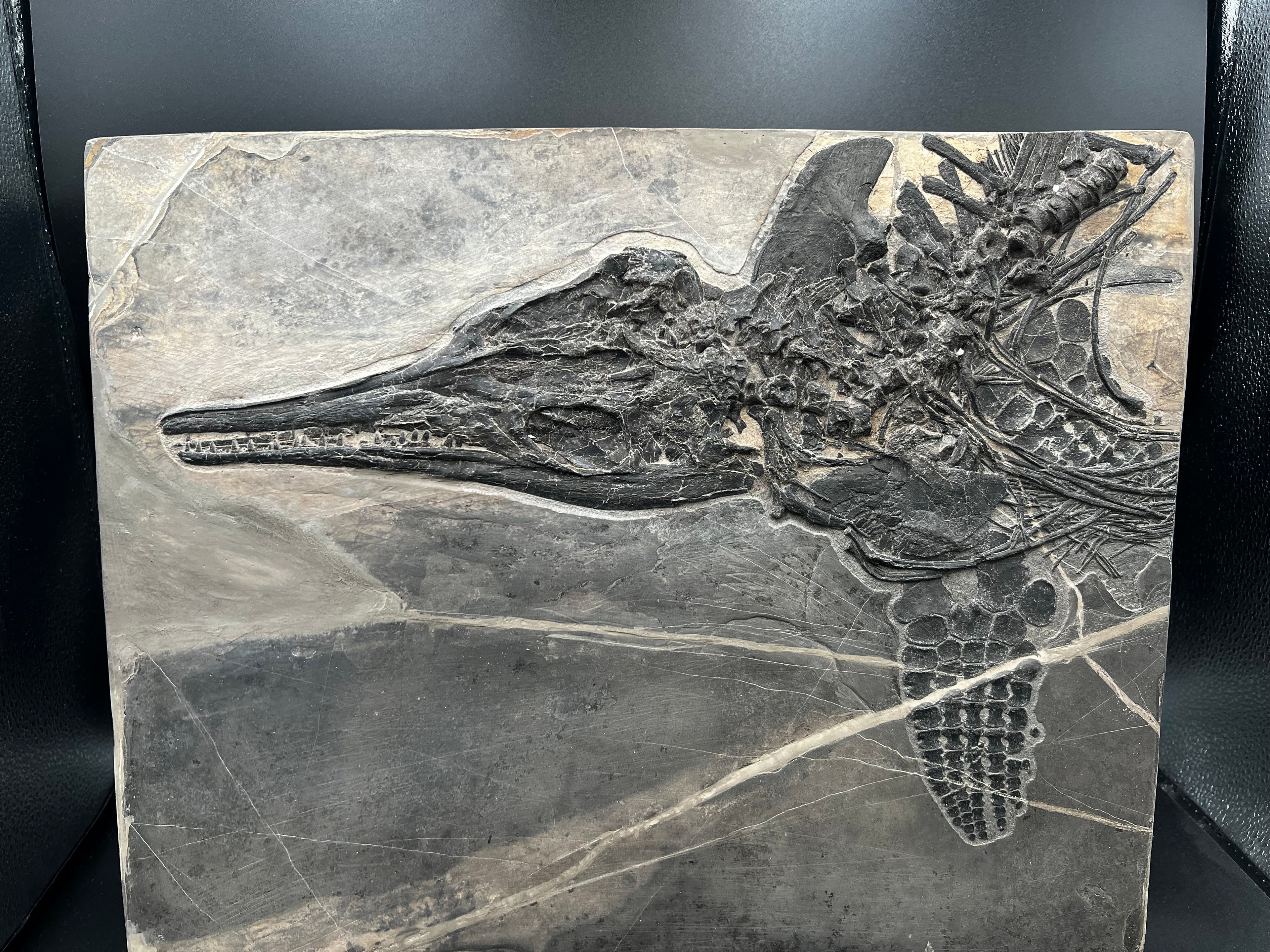 40CM - Jurassic Ocean Predator | Mixosaurus Fossil