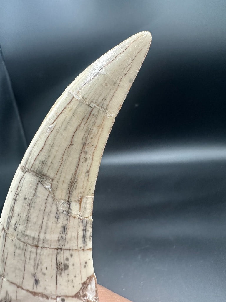 Machairodus Fossil Tooth – Restored Specimen 20CM