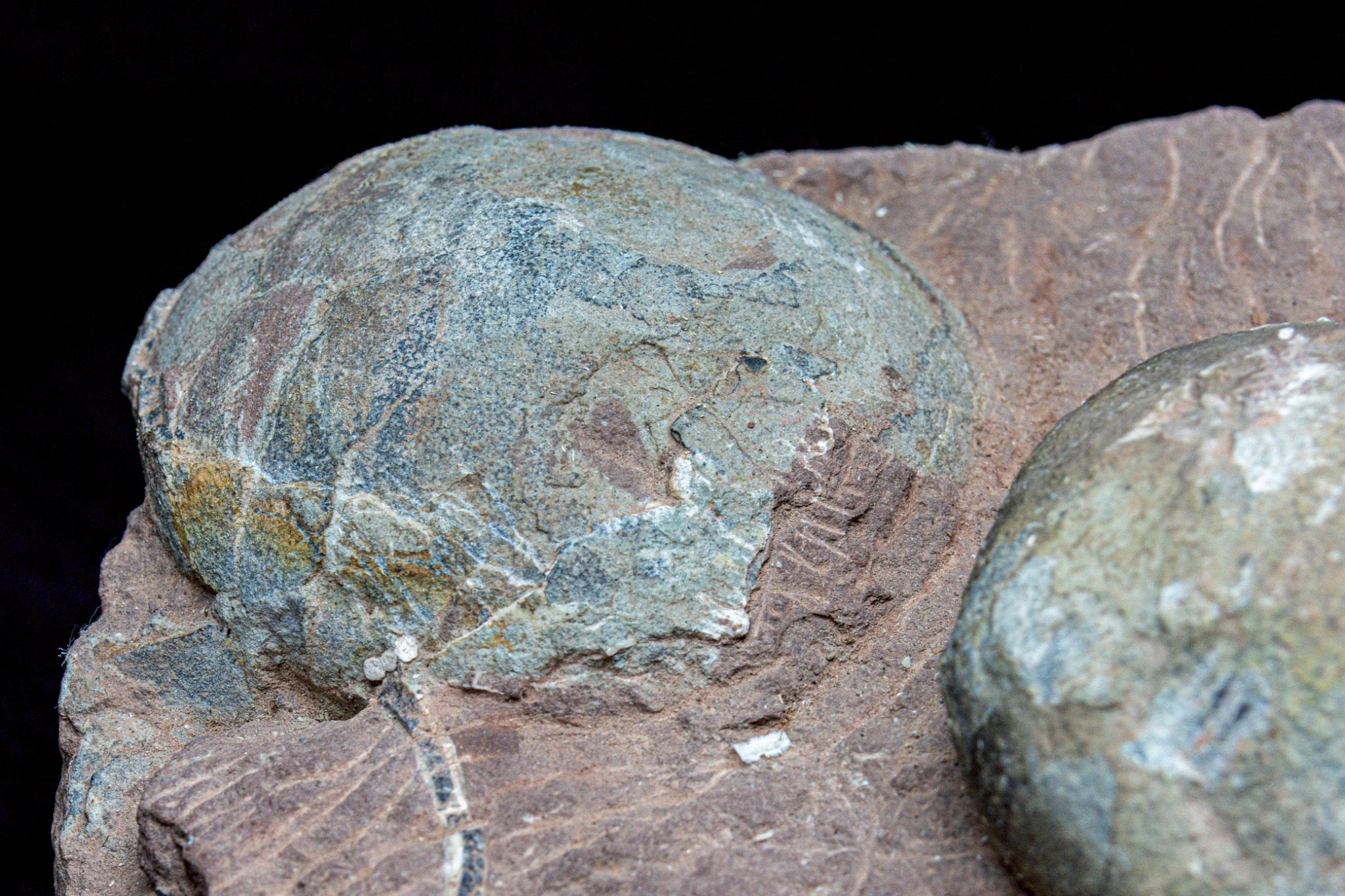 Hadrosaur Egg Fossil Cluster – Rare Late Cretaceous Dinosaur Nest with Crystal Formation