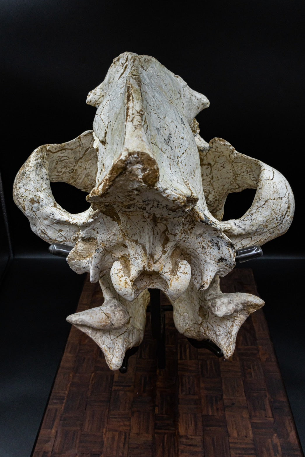 Giant Hyena (Pachycrocuta brevirostris) – Museum-Grade Complete Skull Fossil 50CM