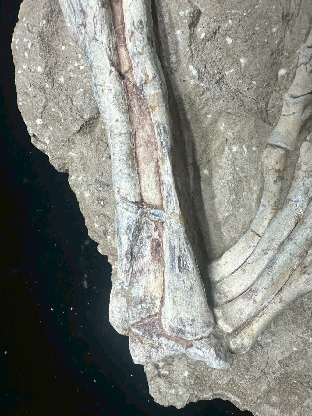 Psittacosaurus Hindlimb &amp; Foot Fossil – Early Cretaceous Dinosaur (East Asia)