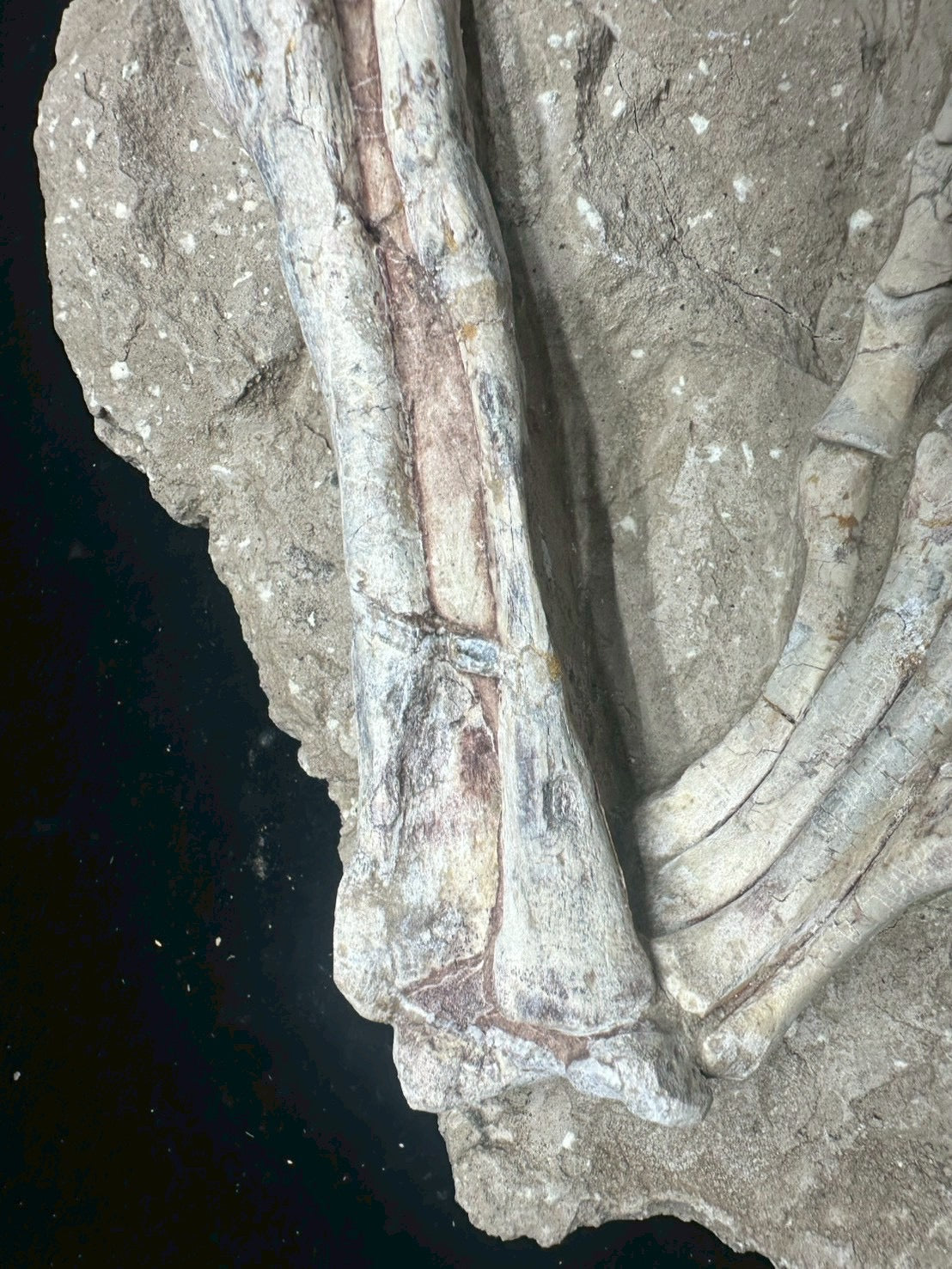 Psittacosaurus Hindlimb &amp; Foot Fossil – Early Cretaceous Dinosaur (East Asia)