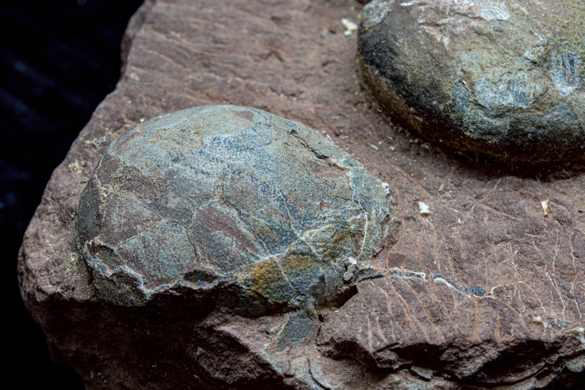 Hadrosaur Egg Fossil Cluster – Rare Late Cretaceous Dinosaur Nest with Crystal Formation