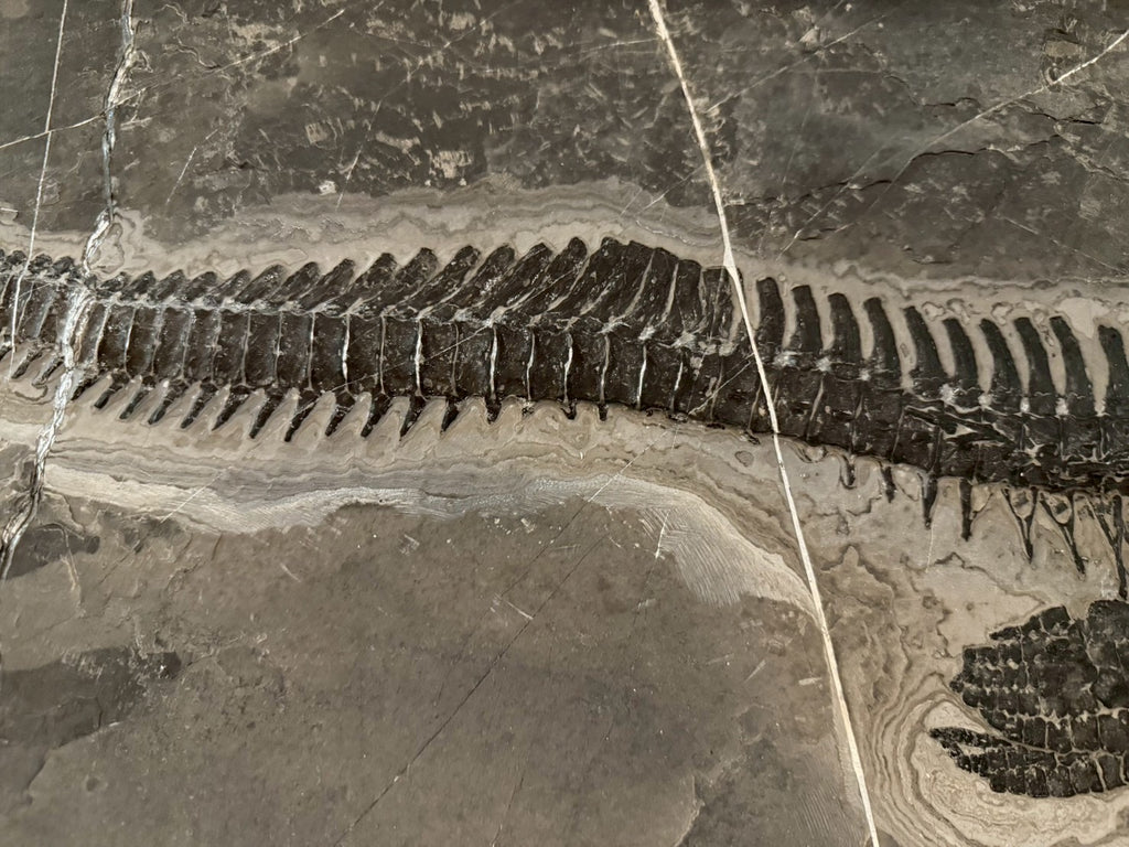 Exceptional Mixosaurus Fossil – Complete Skeleton with Stunning Detail  133CM