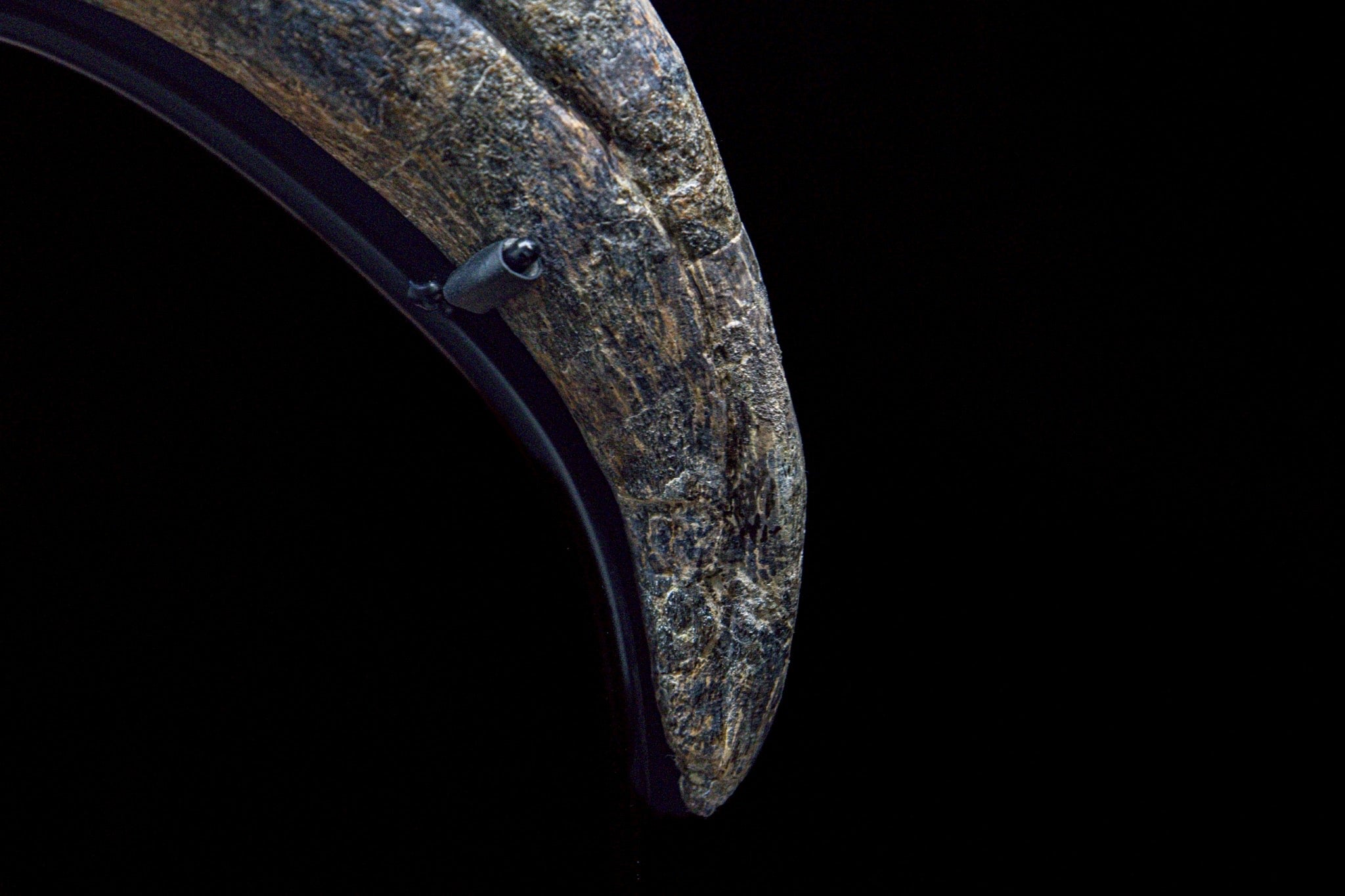 30CM Suchomimus Claw Fossil – Iconic Spinosaurid Predator