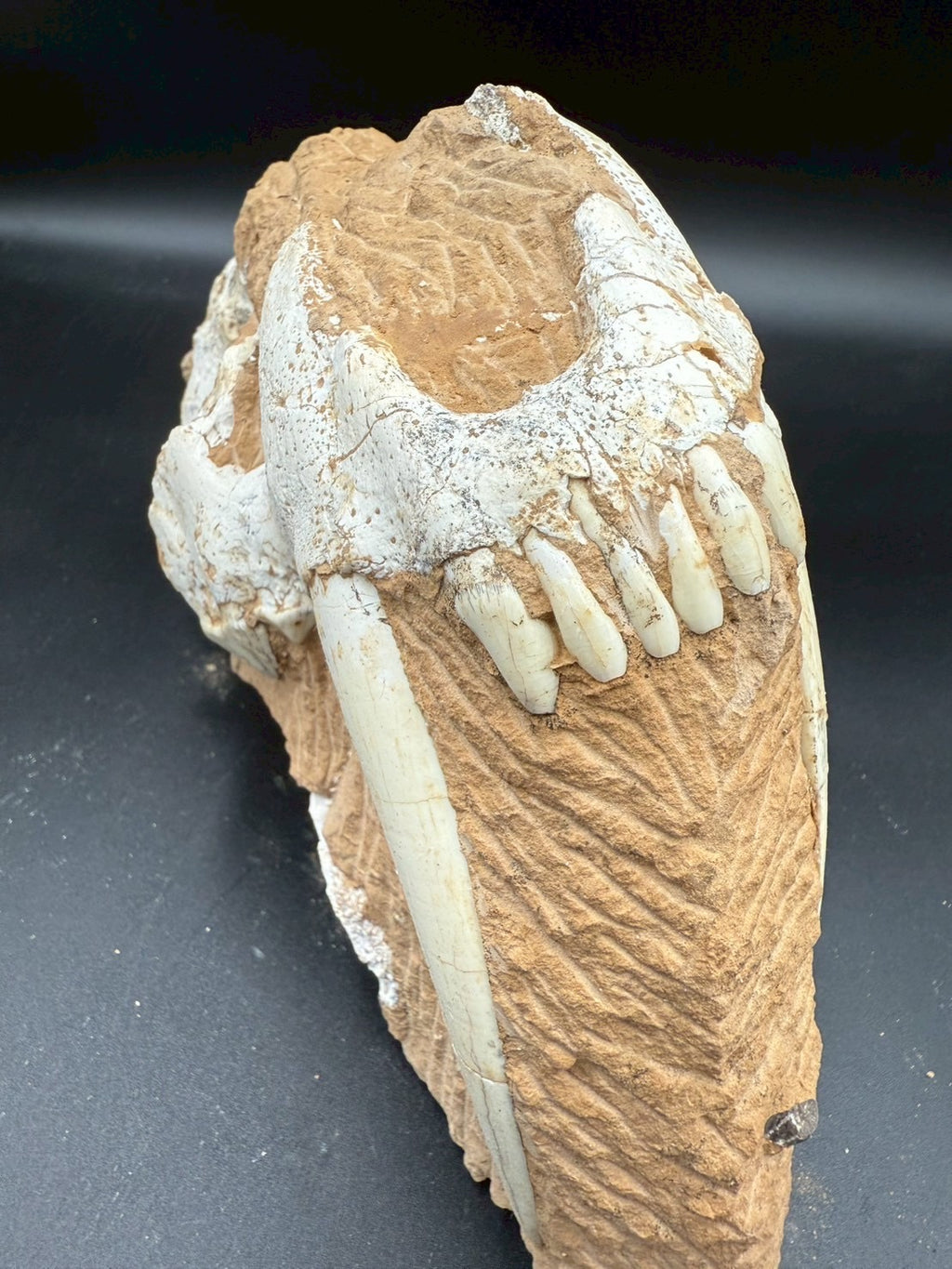 Machairodus Partial Skull Fossil – Rare Pleistocene Apex Predator 2