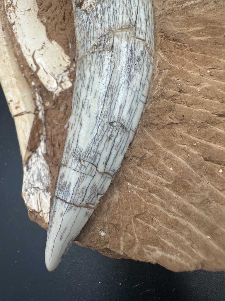 16CM - Megantereon Tooth Fossil