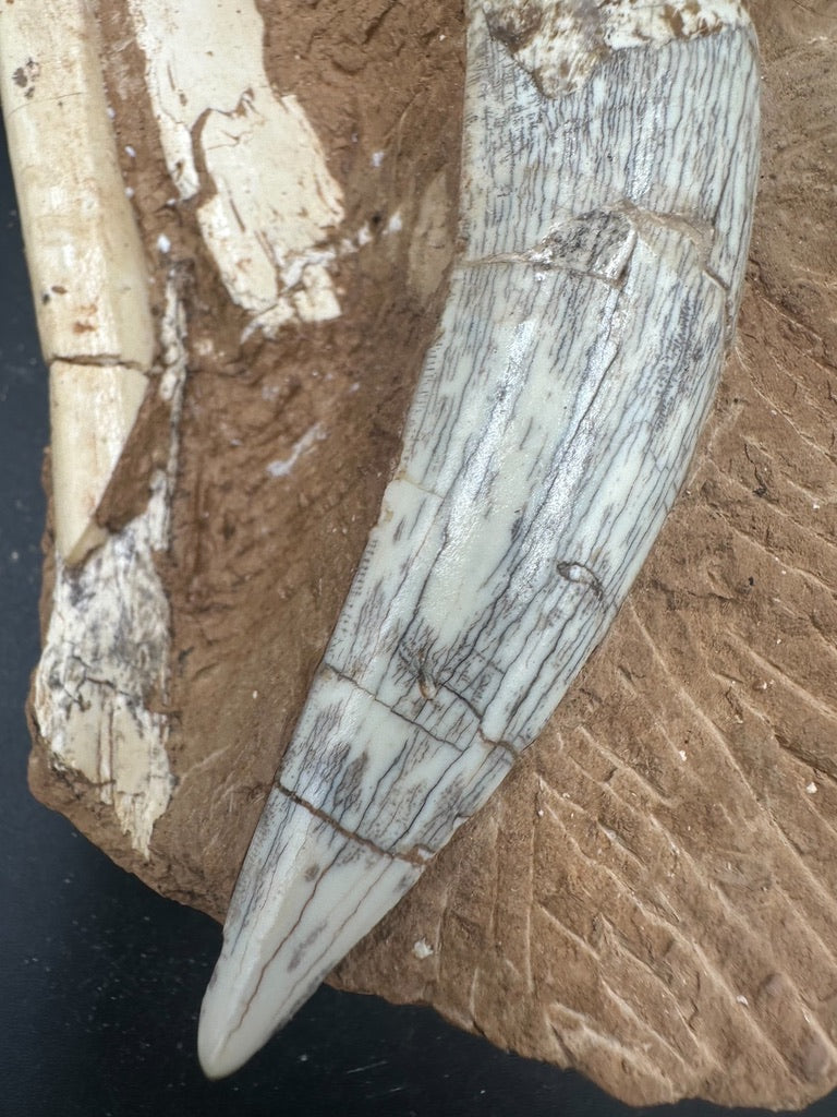 16CM - Megantereon Tooth Fossil