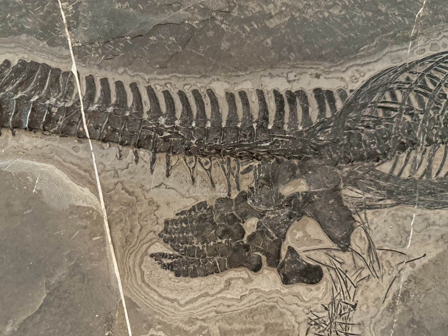 Exceptional Mixosaurus Fossil – Complete Skeleton with Stunning Detail  133CM