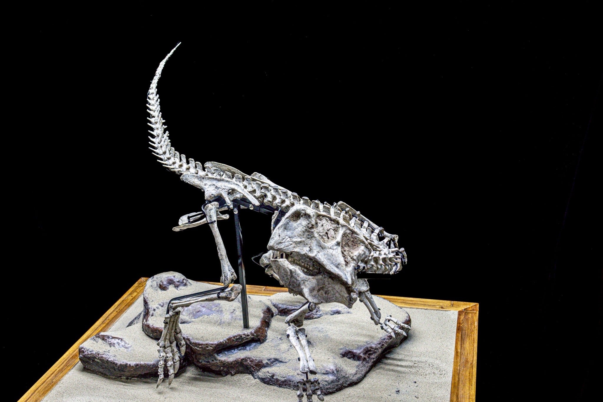 Psittacosaurus Fossil Skeleton – Museum-Grade Icon of the Early Cretaceous