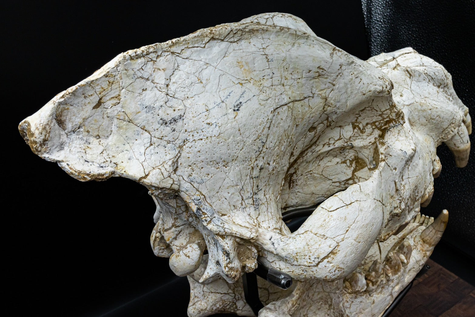 Giant Hyena (Pachycrocuta brevirostris) – Museum-Grade Complete Skull Fossil 50CM