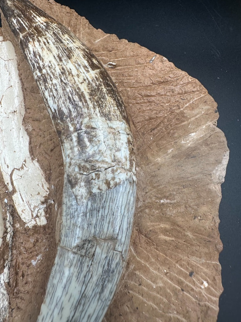 16CM - Megantereon Tooth Fossil