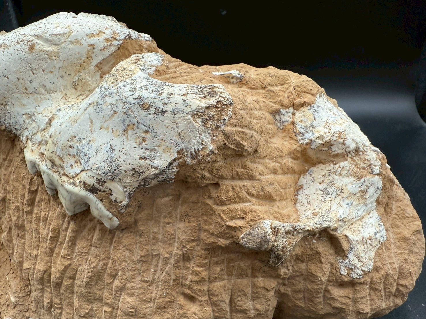 Machairodus Partial Skull Fossil – Rare Pleistocene Apex Predator 2