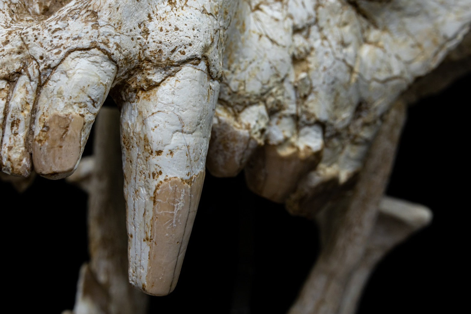 Giant Hyena (Pachycrocuta brevirostris) – Museum-Grade Complete Skull Fossil 50CM