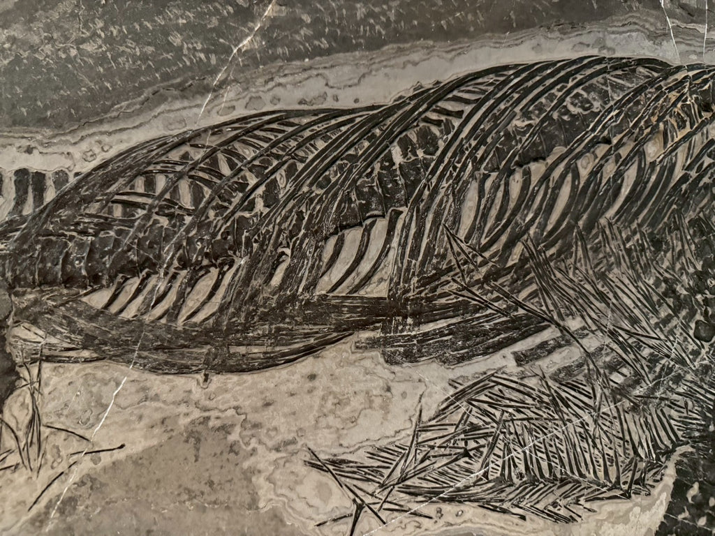 Exceptional Mixosaurus Fossil – Complete Skeleton with Stunning Detail  133CM