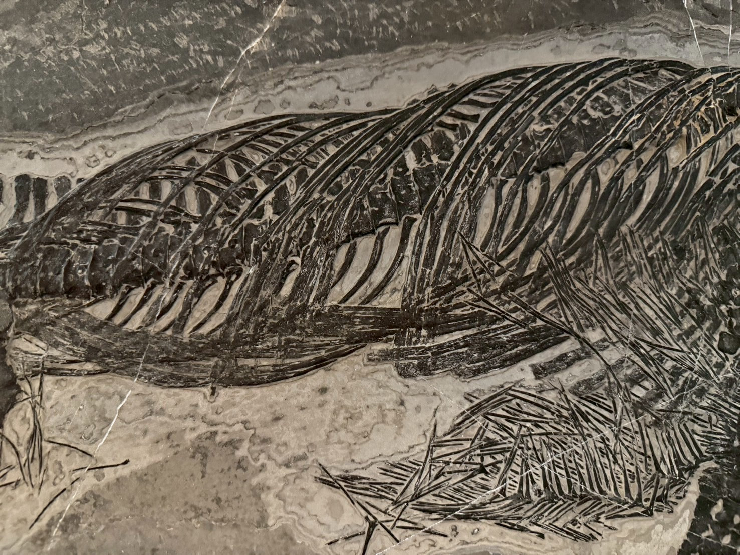 Exceptional Mixosaurus Fossil – Complete Skeleton with Stunning Detail  133CM