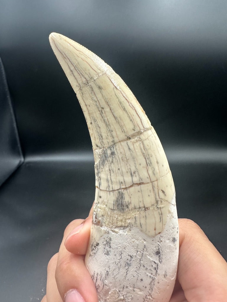 Machairodus Fossil Tooth – Restored Specimen 20CM