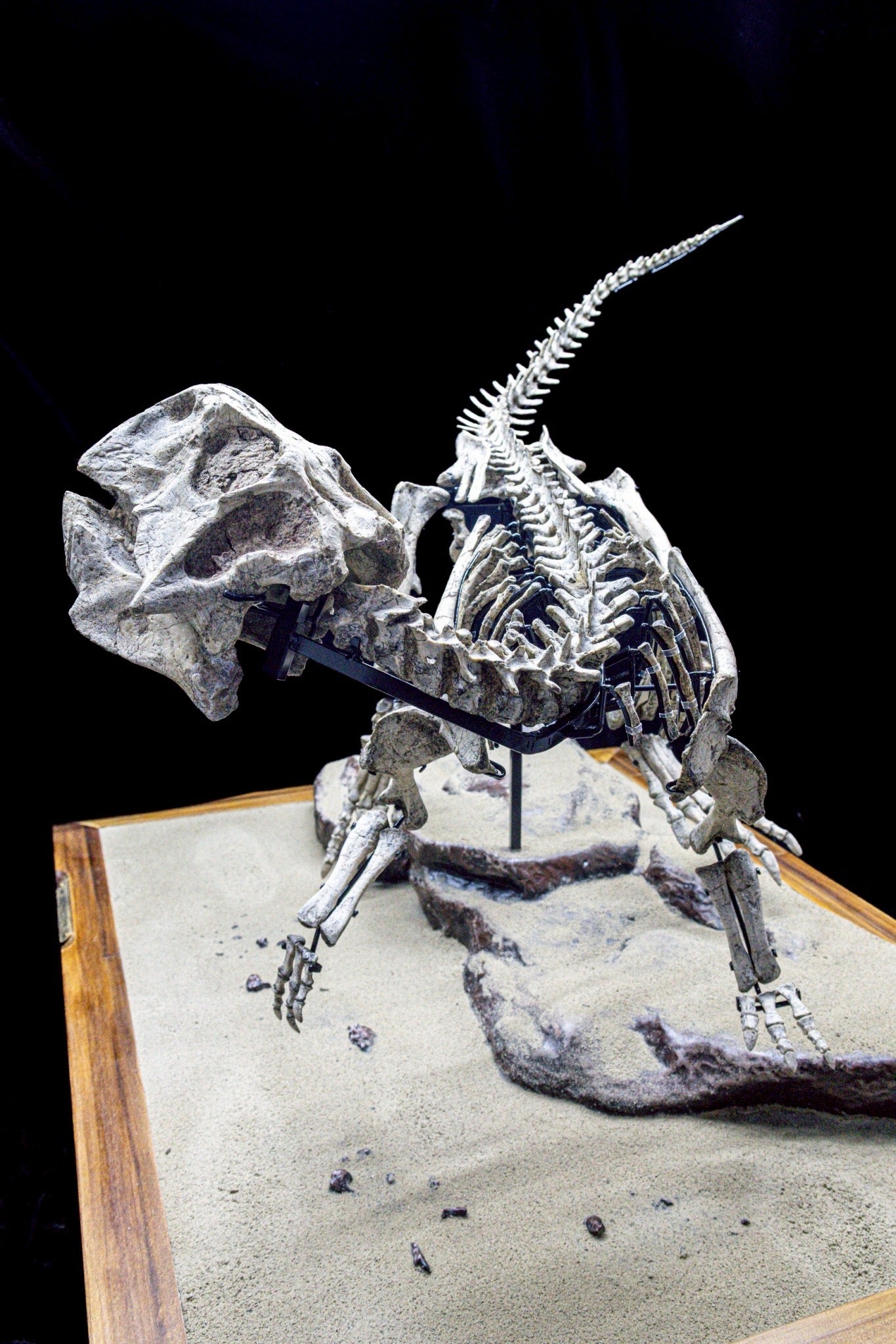 Psittacosaurus Fossil Skeleton – Museum-Grade Icon of the Early Cretaceous