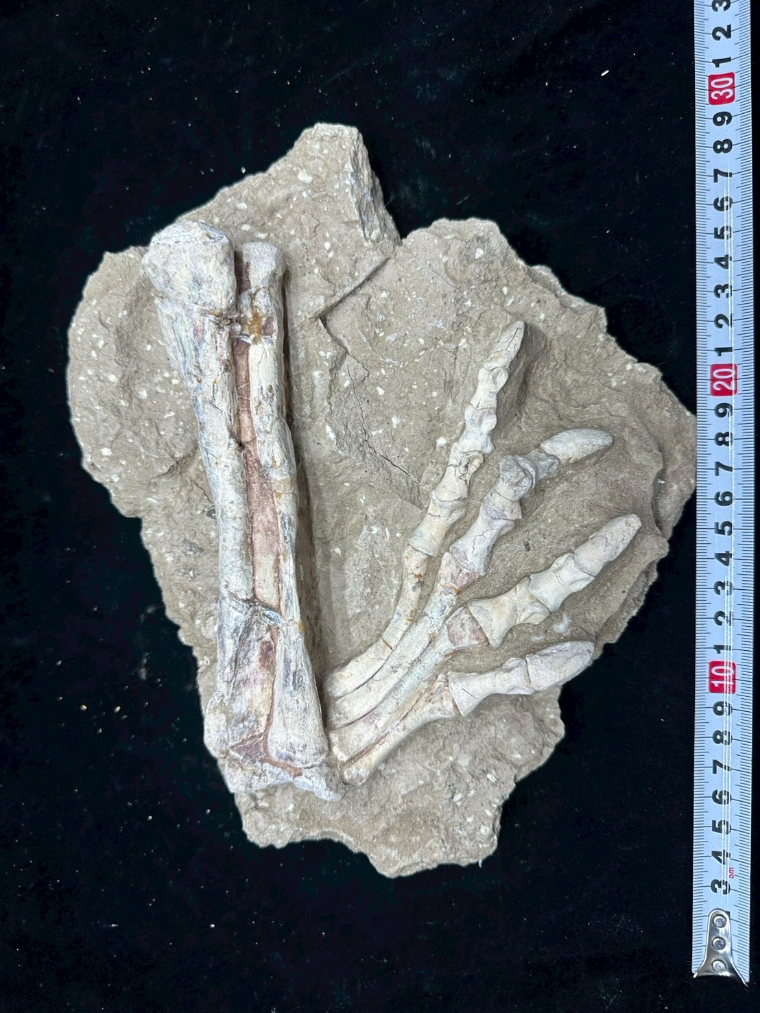 Psittacosaurus Hindlimb &amp; Foot Fossil – Early Cretaceous Dinosaur (East Asia)