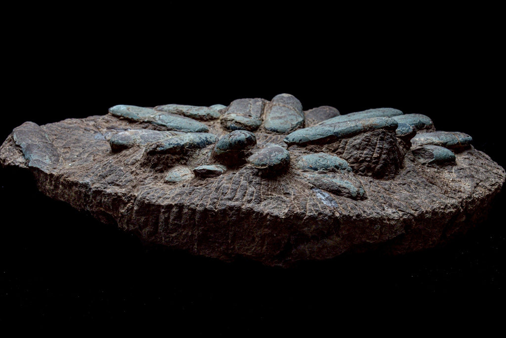 Oviraptor Egg Cluster Fossil – Exceptional Late Cretaceous Predator Nest