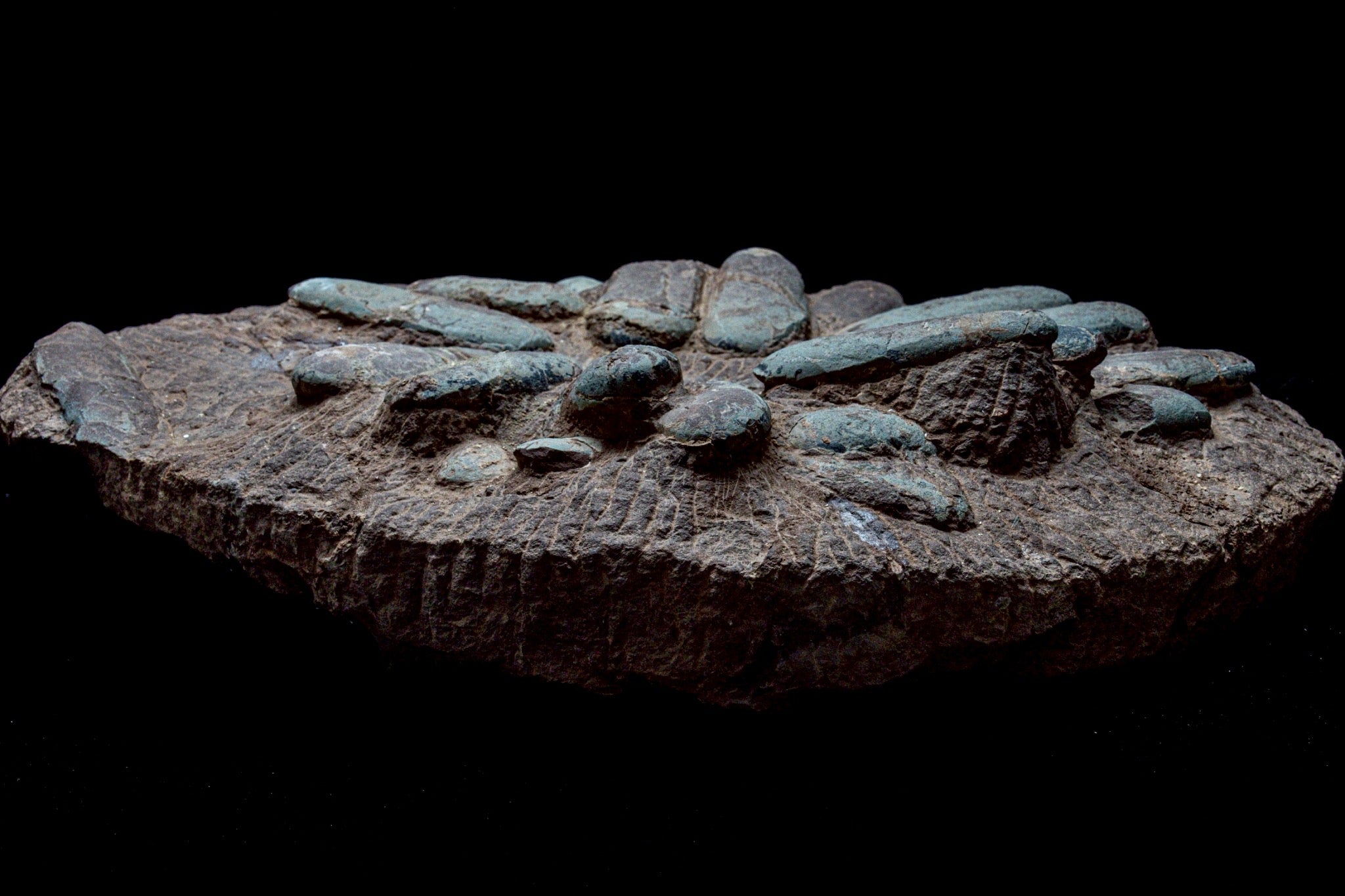 Oviraptor Egg Cluster Fossil – Exceptional Late Cretaceous Predator Nest