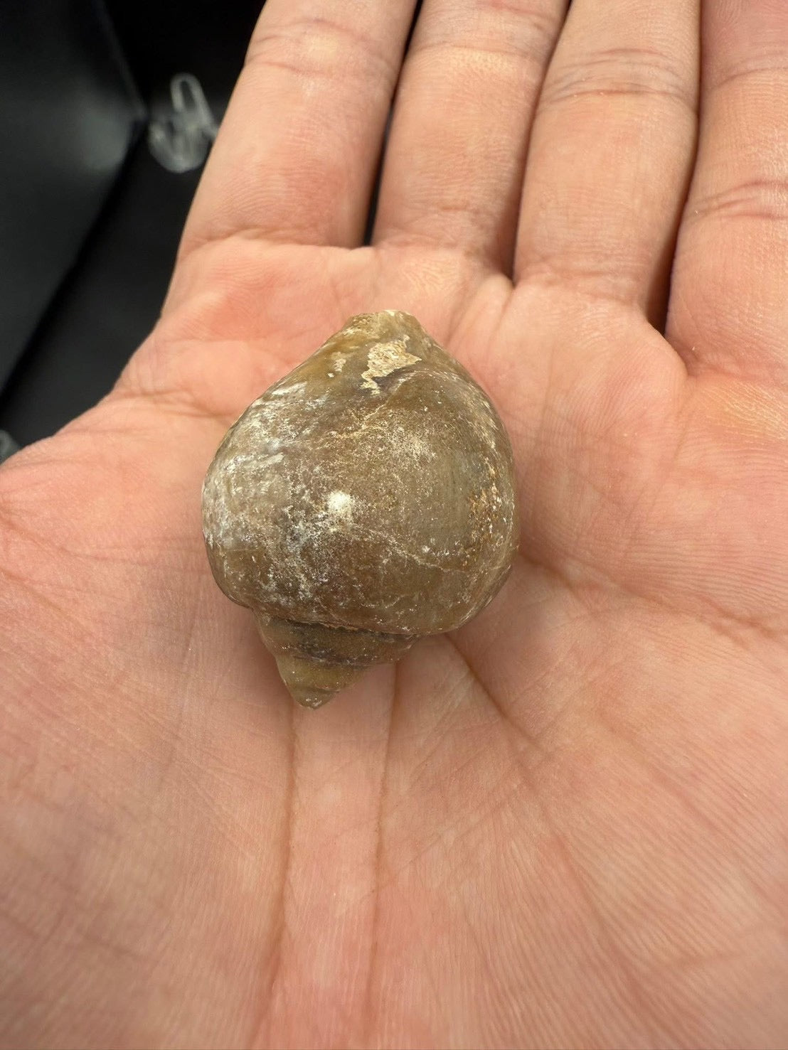 16USD - 🐚 Ampullina depressa Fossil – Eocene Gastropod (3–4 cm)
