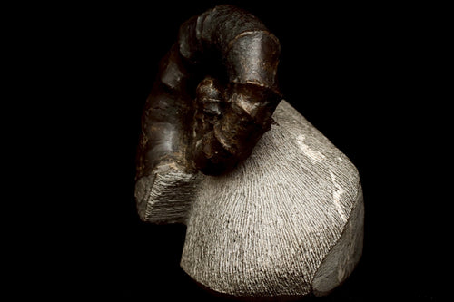 Ainoceras kamuy Fossil – Rare Late Cretaceous Ammonite from Japan