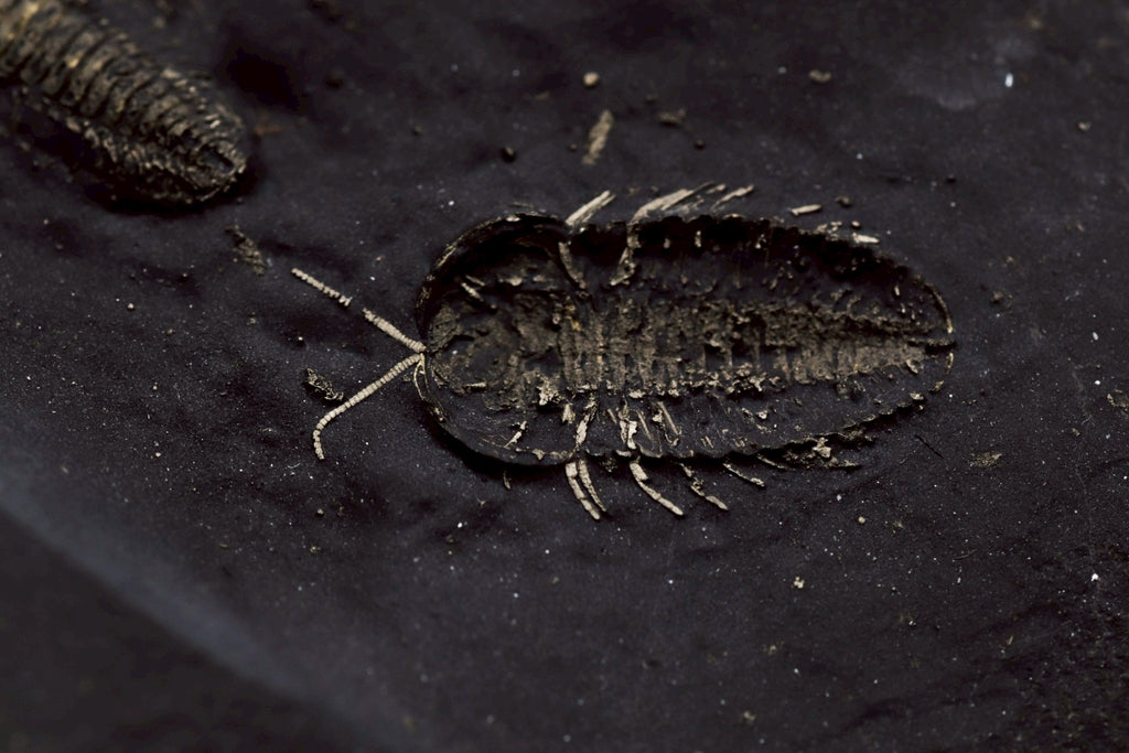 Triarthrus eatoni – Ultra-Rare Ordovician Trilobite with Fully Preserved Appendages