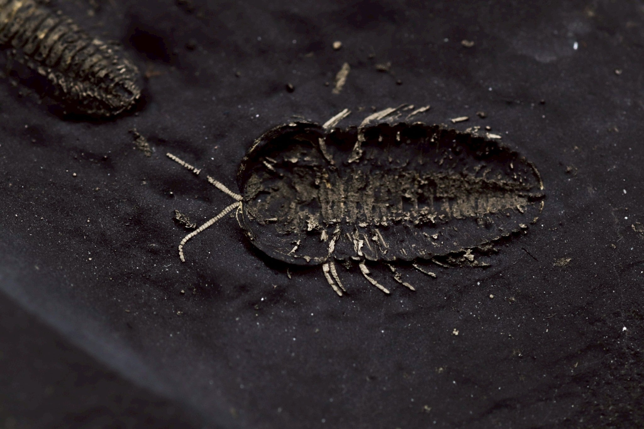 Triarthrus eatoni – Ultra-Rare Ordovician Trilobite with Fully Preserved Appendages